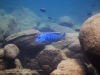 Buccochromis heterotaenia