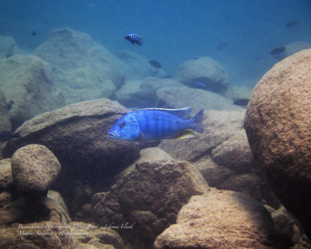 Buccochromis heterotaenia