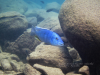 Buccochromis heterotaenia Ndomo Point