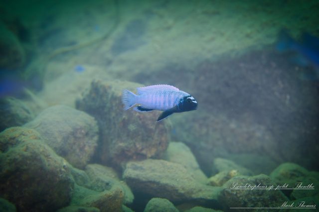 Pseudotropheus sp. 'polit' (samec)