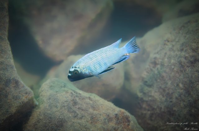 Pseudotropheus sp. 'polit' (samec)