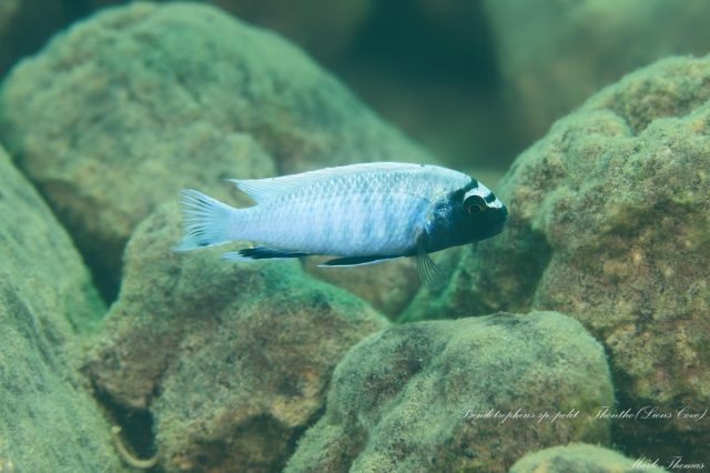 Pseudotropheus sp. 'polit' (samec)