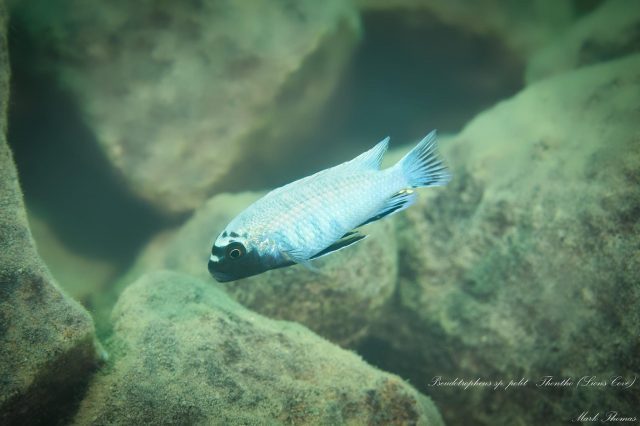 Pseudotropheus sp. 'polit' (samec)