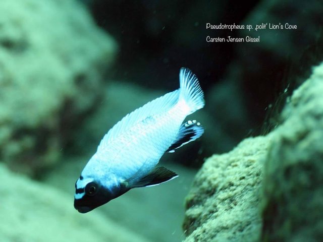 Pseudotropheus sp. 'polit' (samec)