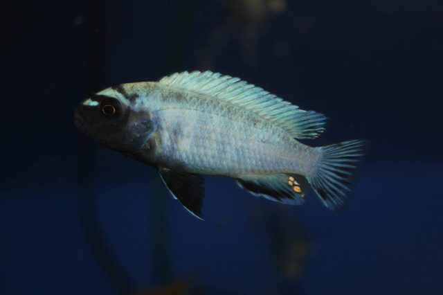 Pseudotropheus sp. 'polit' (samec)